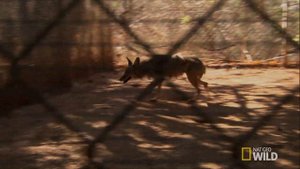 Backyard Monsters: Coyote Deterrents | Dangerous Encounters