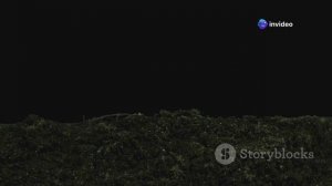 Секреты урожая: Бабушкины огурцы