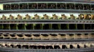 Заставка компании “VOX-Video” (2004-2009)