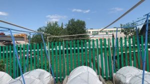 IMG_8531КАРКАС ДЛЯ ПОДВЯЗКИ ТОМАТОВ,СВАРЕН ИЗ АРМАТУРЫ И ИЗ ТОГО ЧТО БЫЛО.