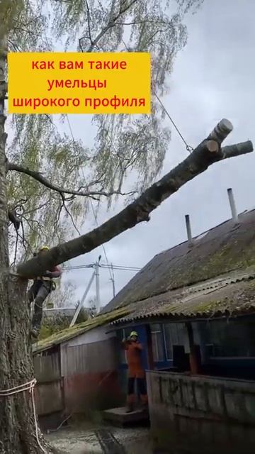 Безумная распиловка дерева, может оставить вас без до? смотреть онлайн