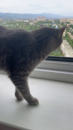 Котя и вид из окна 🐱