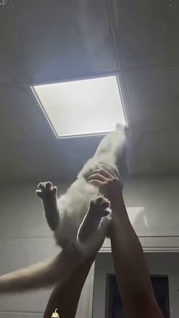 Коты лучшие помощники по дому.
