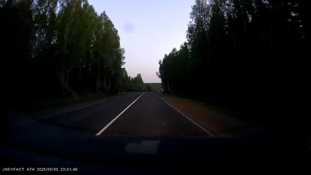 Лось на дороге из Перми в Осу (Пермский край)