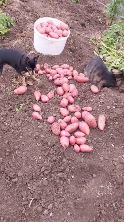 Урожай 2024 г. Помощнички мои!