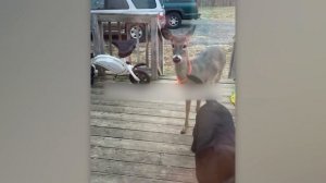 NEW! BRAIN TIME.  When Your Pet Brings Home a Friend