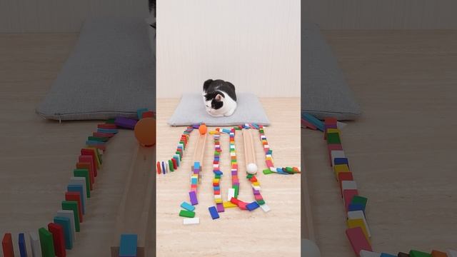 Cats and Domino