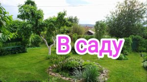 Сад. Таймлапсы. 3.06.2025