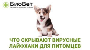 Вирусные лайфхаки для питомцев