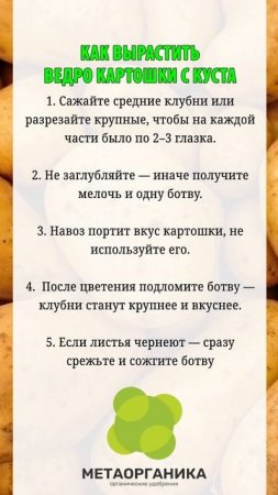 Вот как правильно выращивать картошку на даче