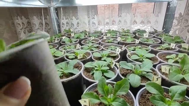 Обязательно сделайте так сеянцам петунии после пикировки перевалки. Петуния растет как на дрожжах.