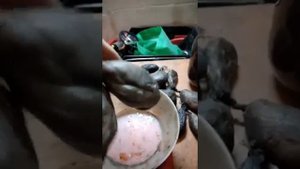 Отличие сухой бобровой струи от вяленой. Правильный Цв