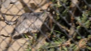 Манул Мия вышла на прогулку проверить обстановку 29.05.2025