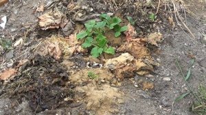 На плохой почве  ничего расти не будет .ПОДПИШИСЬ