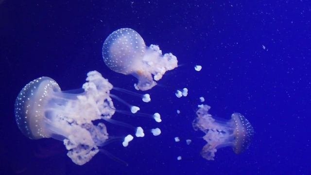 Близнецы