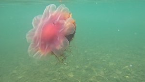 Один день жителя у моря. Владивосток, остров Русский.