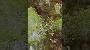Лайки выследили и загоняют медведя.