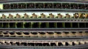 Заставка компании “VOX-Video” (2004-2009)