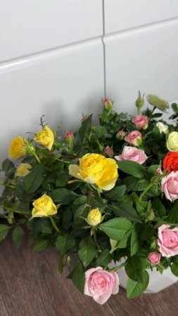 Как заставить домашнюю розу цвести? Секрет выращивания розы дома