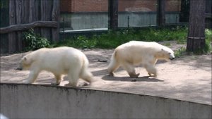 Медвежата  Белка и Стрелка после купания обсыхают 29.05.2025