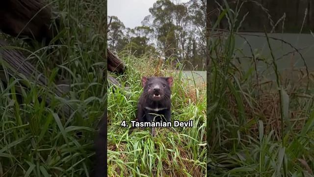 Scary animal sounds in Australia #animals #birds #birdsounds