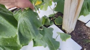 2.06.25 Огурца децимация часть 2