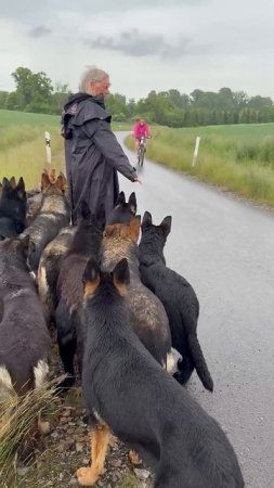 Hunderudel trifft Fahrrad #germanshepherd