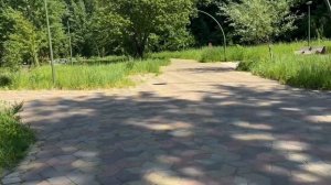 Лесные объятия: прогулка, которая лечит душу