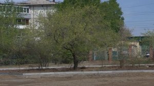 Читинцы спасли от вырубки молодые деревья в парке МЖК