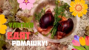 Улитки едят ромашку!