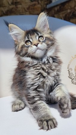 Taiga Mos Lakshestar котенок мейн кун 2 месяца 7 дней