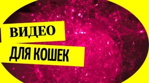 Видео для кошек смотреть