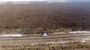 охота на кабана. кабаны с дрона