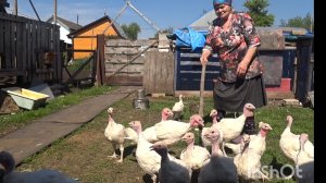 Выгнали индюков на пасдбище, обрезали крылья