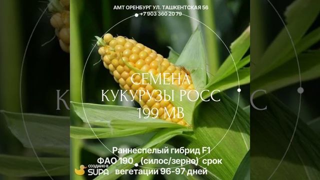 кукуруза