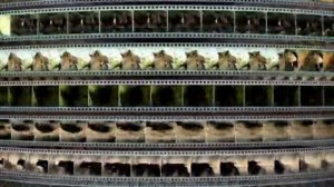 Заставка компании “VOX-Video” (2004-2009)
