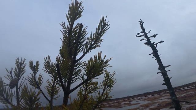 налет гусей смотреть онлайн