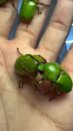These beetles fight so fiercely, as if they are participating in a martial arts tournament! 🥊