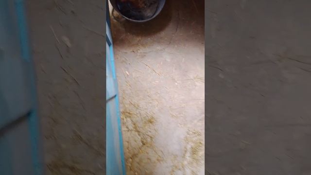 рынок и поросюлька Нюша