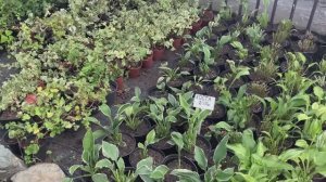 Отель с рассадой на продажу// Владикавказ часть 2