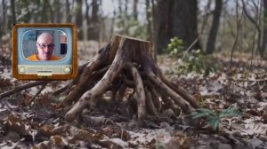 Смотрю на возможности генерации видео нейросетью