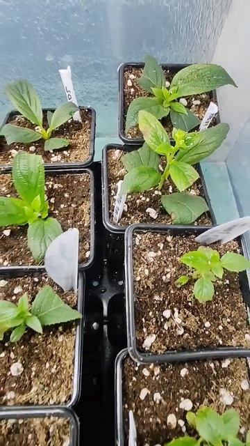 Квартиранты съехали очень быстро или как выглядит пер смотреть онлайн