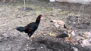 Выращивание бойцовой породы Дакан