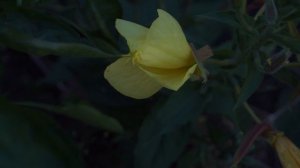 Быстрый цветок ЭНОТЕРА