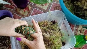 Тотем из мха