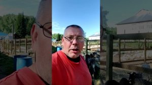 Гаврюша покидает “козью семью” и занимает свое место среди сородичей 🐐🐑🐏