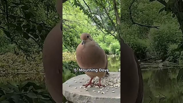 Interesting bird sounds in USA #birds #birdsounds