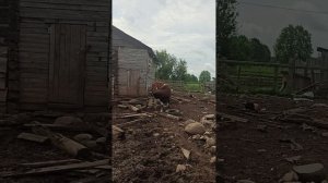 Любава гуляет вместе с коровами