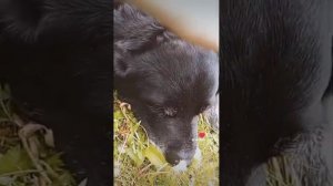 Кайфушки.