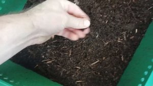 Обзор 4 видов торфа для содержания червя Дендробена